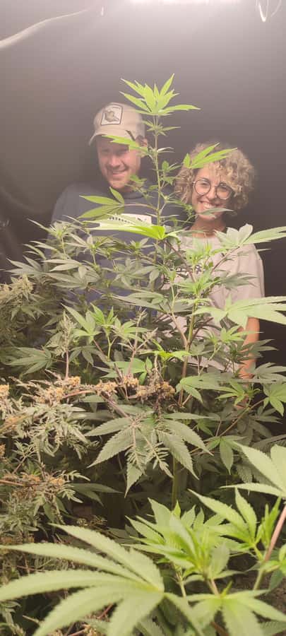 CANNABIS EXPERIENCE - What the $64 price means