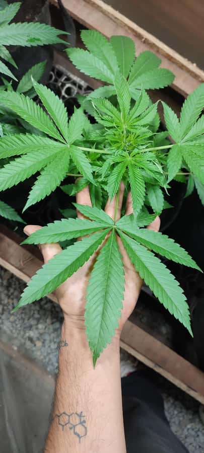 CANNABIS EXPERIENCE - What the ratings tell you