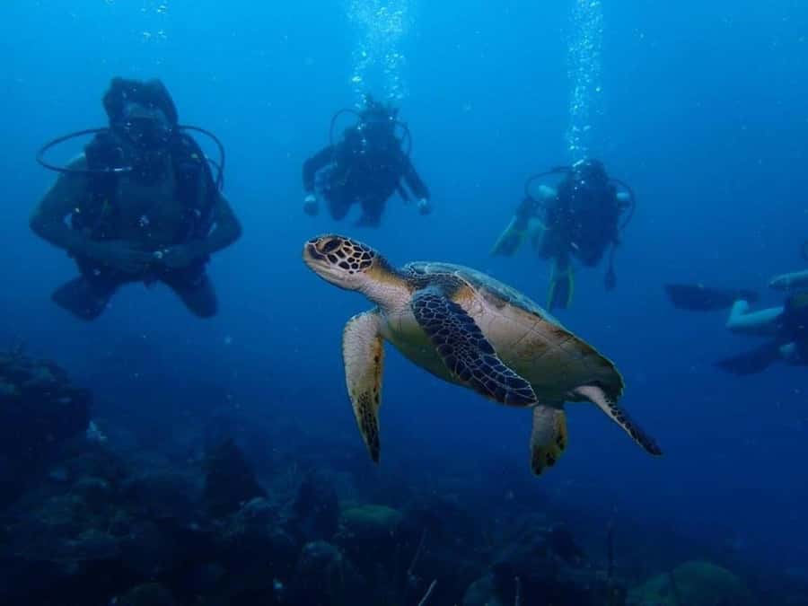 Cartagena: 2 Tanks Dive Plan For CERTIFIED DIVERS - What the two underwater sessions are like