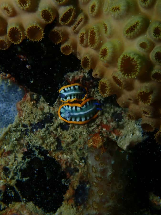 Cartagena: 2 Tanks Dive Plan For CERTIFIED DIVERS - Safety, certification, and flight planning
