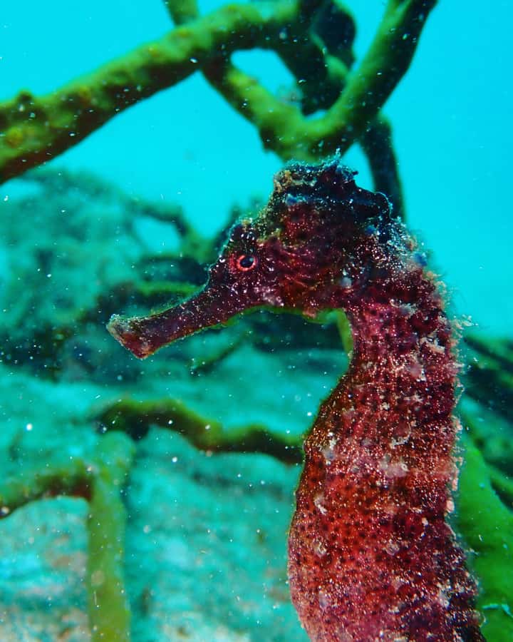 Cartagena: 2 Tanks Dive Plan For CERTIFIED DIVERS - Who will get the most from this morning?