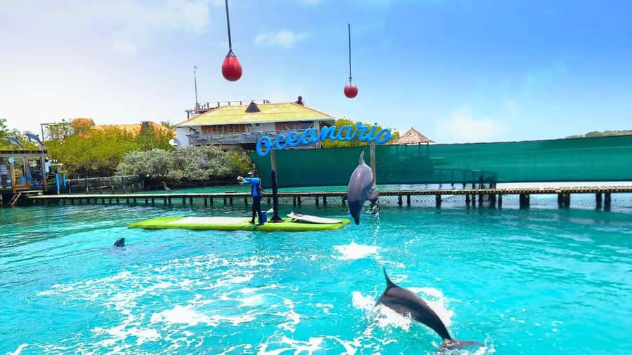 CARTAGENA: 4 islands by sport boat +oceanarium tickets - The Oceanarium: useful, included, and time-sensitive