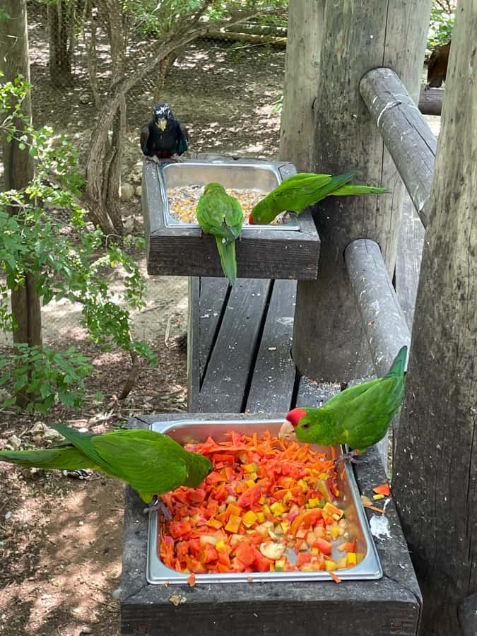 Cartagena: Aviary National Park Tour with Hotel Pickup - Why the National Aviary Is Worth the Drive