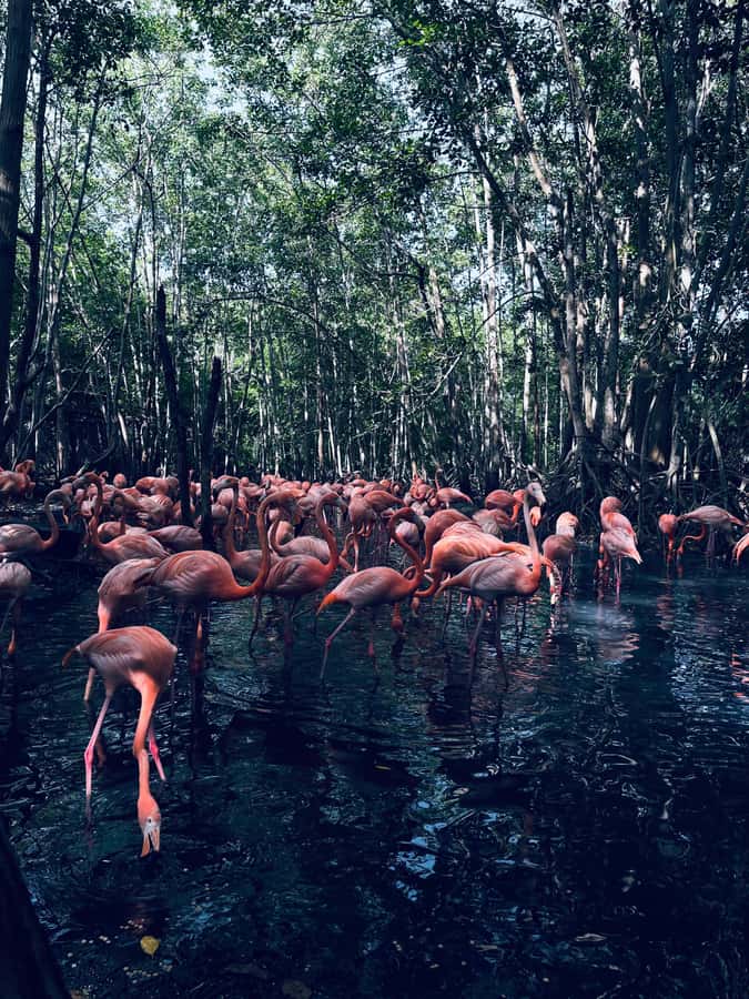 Cartagena: Aviary National Park Tour with Hotel Pickup - The Ride From Cartagena to the Park