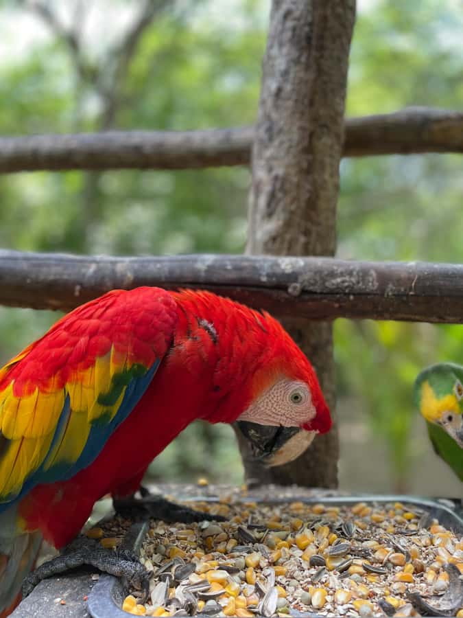 Cartagena: Aviary National Park Tour with Hotel Pickup - Entering the Aviary and Finding Your Way