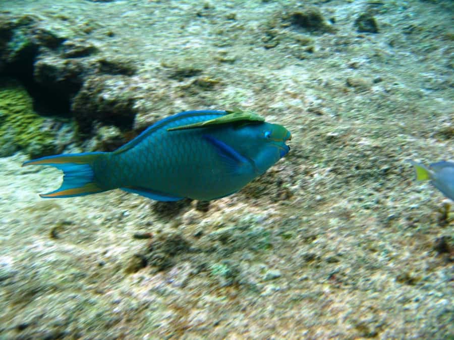 Cartagena: Basic Diving for beginners in Rosario Islands - Who should book this beginner reef experience?
