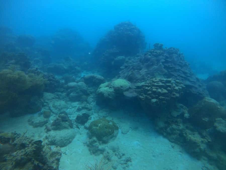 Cartagena: Basic Diving for beginners in Rosario Islands - A 15-minute speedboat ride to Rosario National Natural Park