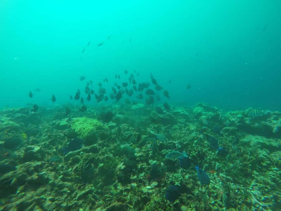 Cartagena: Basic Diving for beginners in Rosario Islands - One hour over the coral reefs
