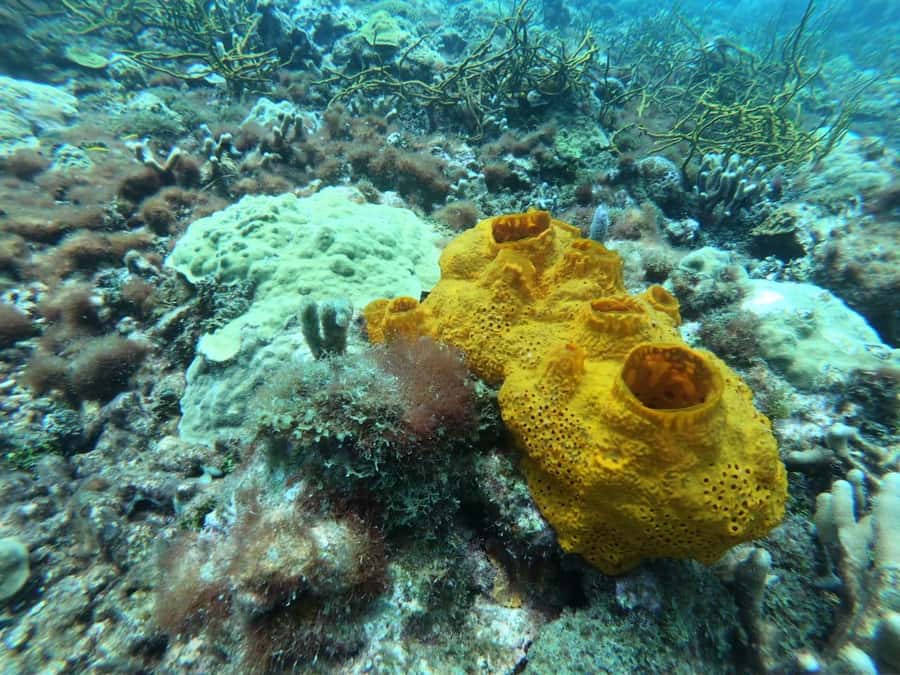 Cartagena: Basic Diving for beginners in Rosario Islands - Afternoon beach time before the return bus
