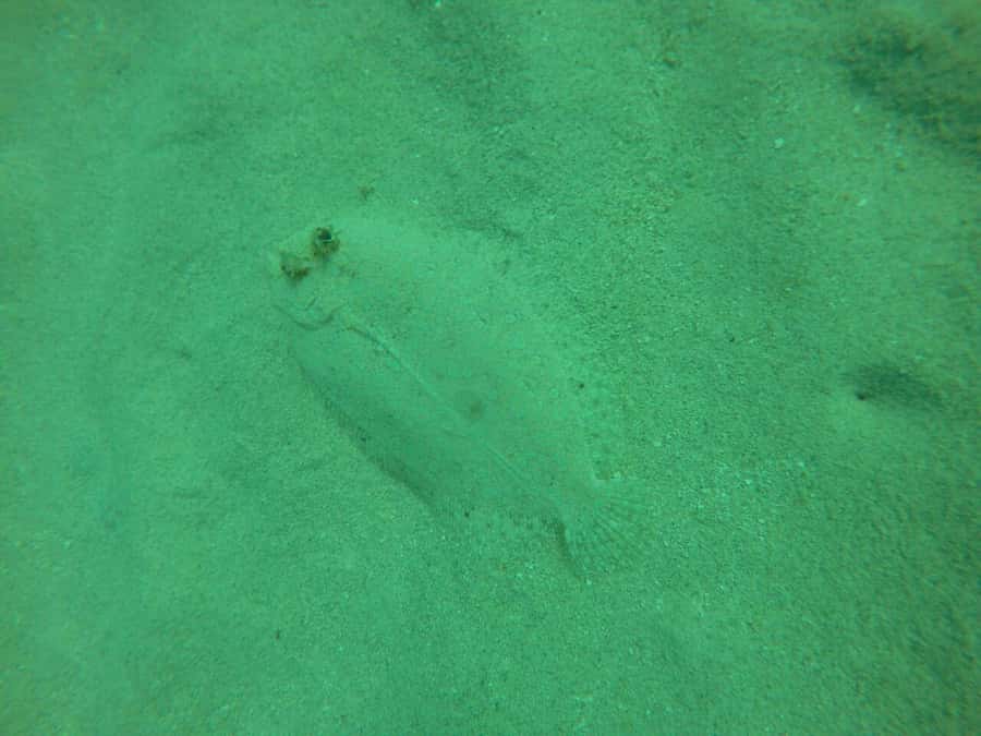 Cartagena: Basic Diving for beginners in Rosario Islands - Is $137 good value for this package?
