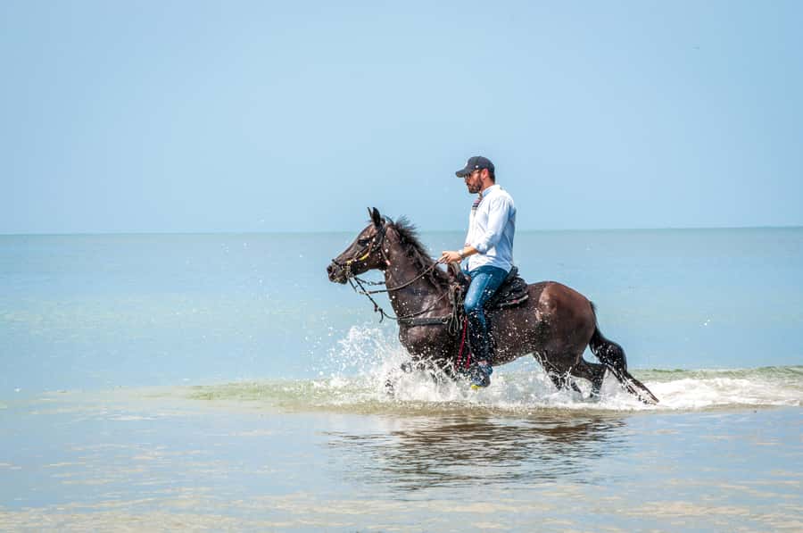 Cartagena: Beach Horse Ride and Colombian Equestrian Culture - Choosing the right horse for your riding level