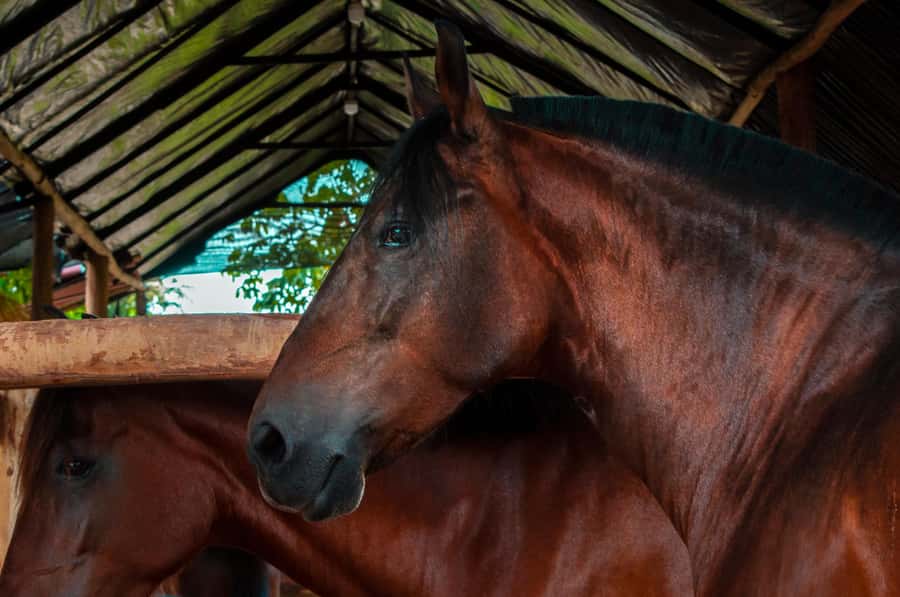 Cartagena: Beach Horse Ride and Colombian Equestrian Culture - The bilingual guide makes the culture easier to follow