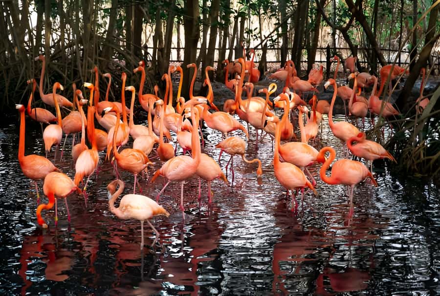 Cartagena: Daytour Aviary and Playa blanca, Barú by bus! - Key points to know before booking