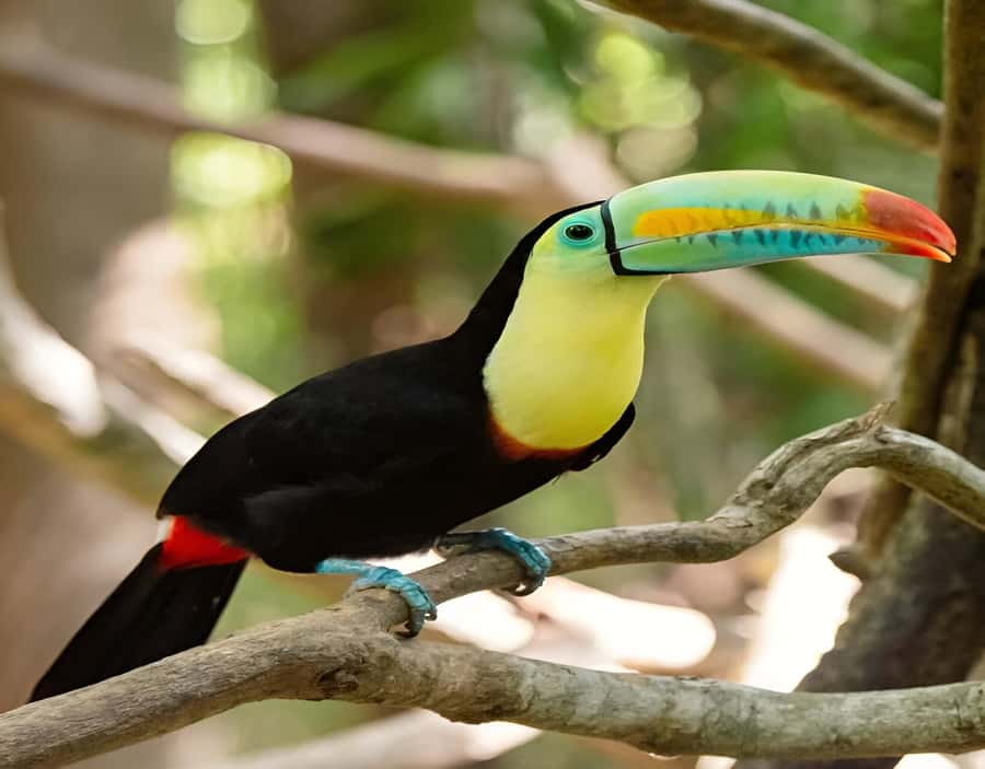 Cartagena: Daytour Aviary and Playa blanca, Barú by bus! - Who will enjoy this Cartagena day trip