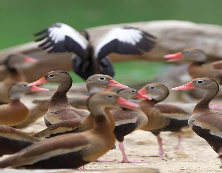 Cartagena: Daytour Aviary and Playa blanca, Barú by bus! - Timing, heat, and what to pack