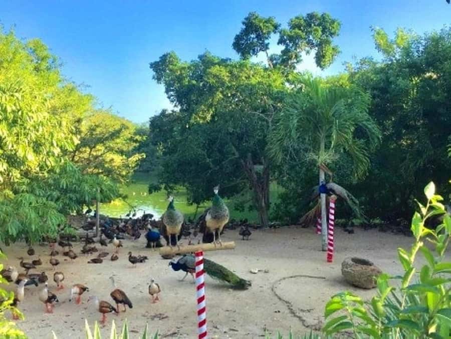 Cartagena: Entrance to the AVIARY with TRANSFER INCLUDED - Lunch, drinks, and what to carry