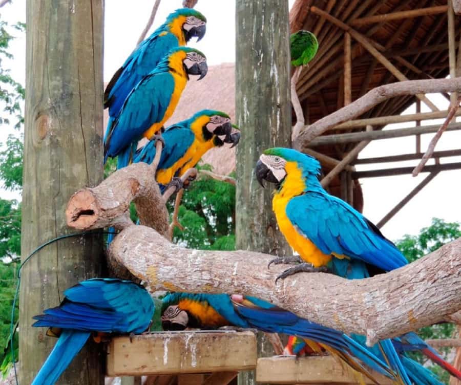 Cartagena: Entrance to the AVIARY with TRANSFER INCLUDED - Who will enjoy this day most