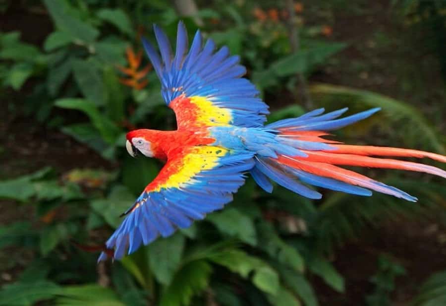 Cartagena: Entrance to the AVIARY with TRANSFER INCLUDED - FAQ