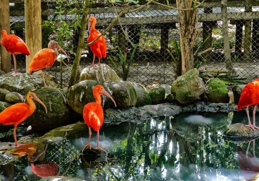 Cartagena: Entrance to the AVIARY with TRANSFER INCLUDED - Why the aviary is worth the long drive