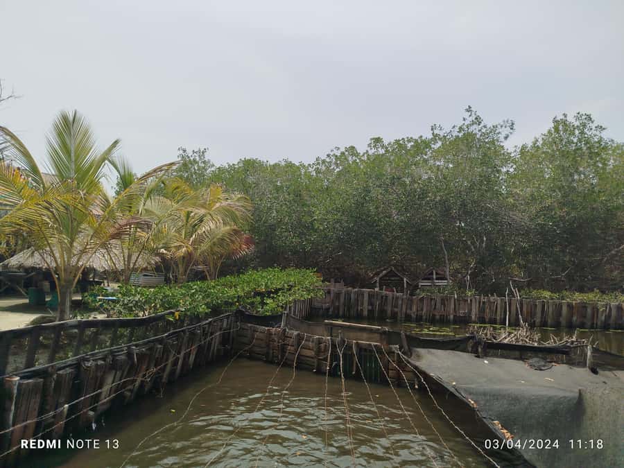 Cartagena: FISHERMEN'S ISLAND IN THE MANGROVES by canoe - Key points to know before booking