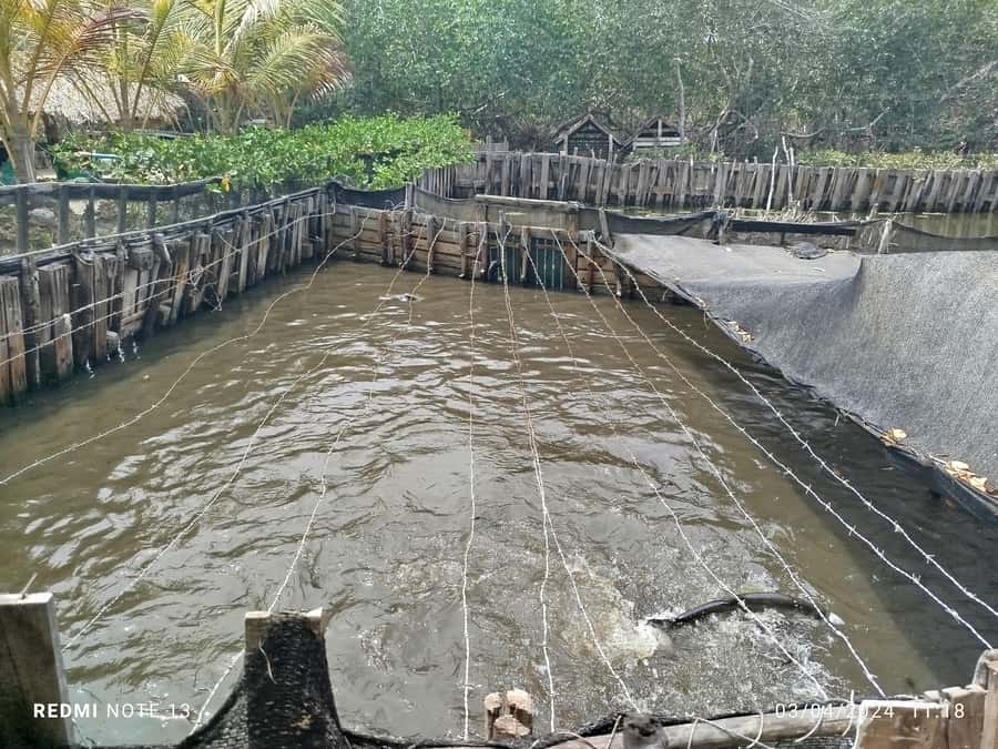 Cartagena: FISHERMEN'S ISLAND IN THE MANGROVES by canoe - Timing, group size, and the small details that matter