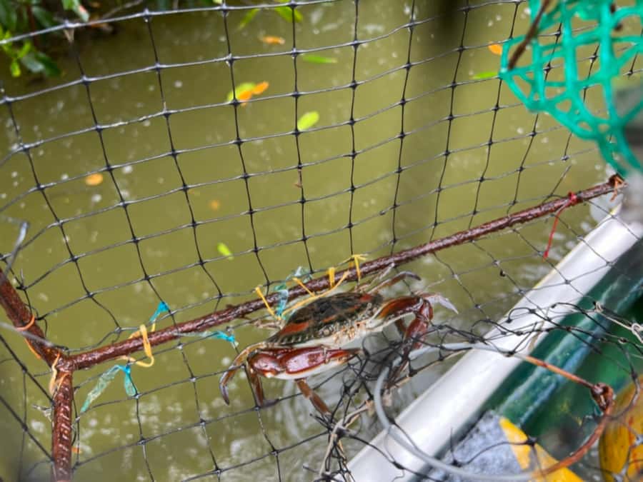 Cartagena Fishing, Crabbing, Birdwatching Experience + Lunch - From La Boquilla to the mangrove canoe
