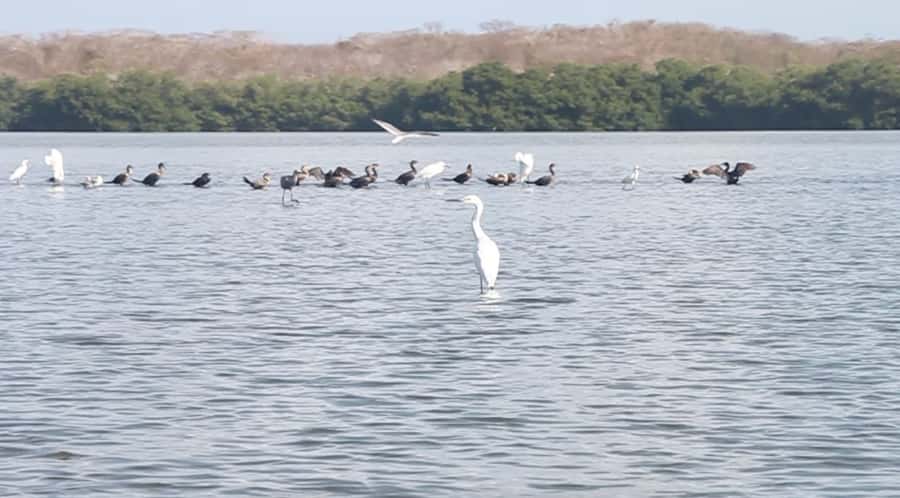 Cartagena Fishing, Crabbing, Birdwatching Experience + Lunch - Birdwatching among more than 300 species