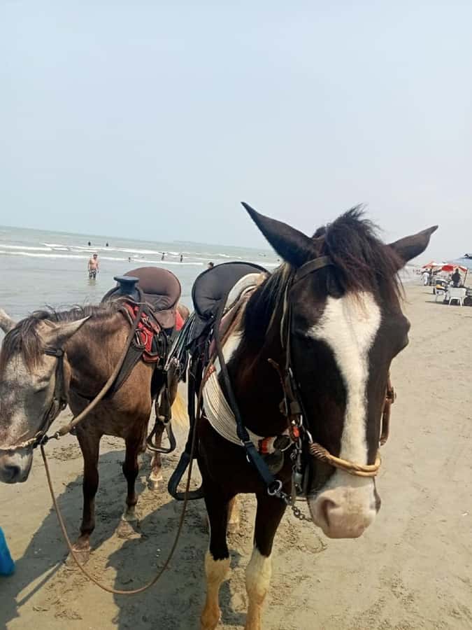 Cartagena: Horse Riding on the Beach with Photos and Lunch - Why this Cartagena horse ride feels different