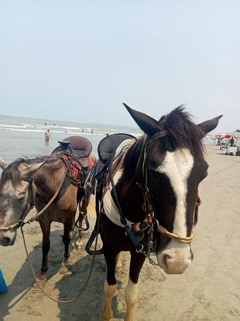 Cartagena: Horse riding on the beaches of Cartagena & PHOTOS - How the private format affects the experience