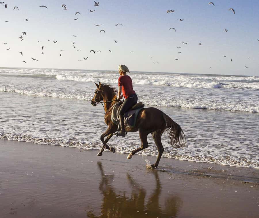 Cartagena: Horseback Riding on the Beach at Sunset - How the guides shape the experience