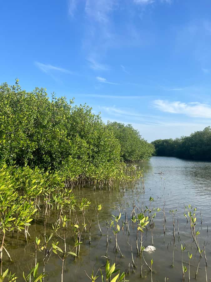 Cartagena: Mangrove Eco Tour & Fishing with Transportation - Who will enjoy this experience most