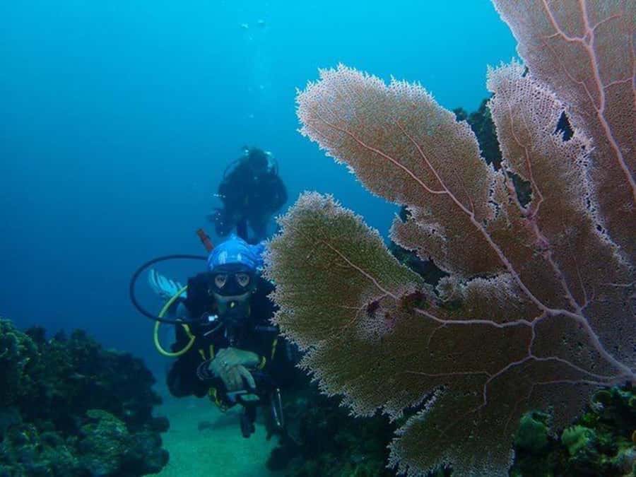 Cartagena: PADI DISCOVER SCUBA / MINICURSO DE BUCEO - Key points to know before booking