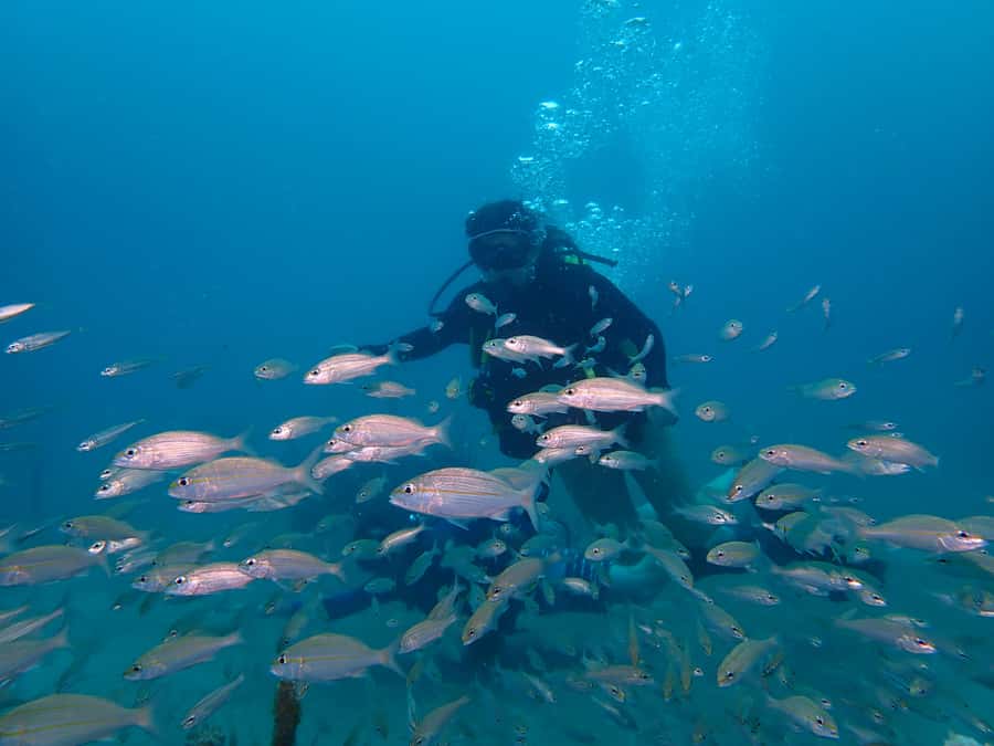 Cartagena: PADI DISCOVER SCUBA / MINICURSO DE BUCEO - Photos, videos, and the value of $168
