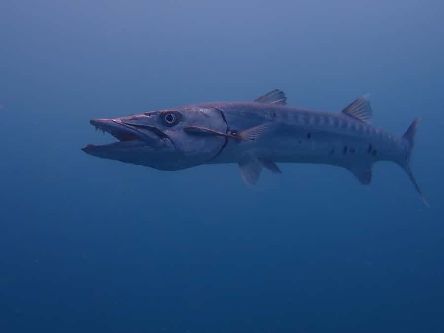 Cartagena: PADI DISCOVER SCUBA / MINICURSO DE BUCEO - Timing your flight and the rest of your trip