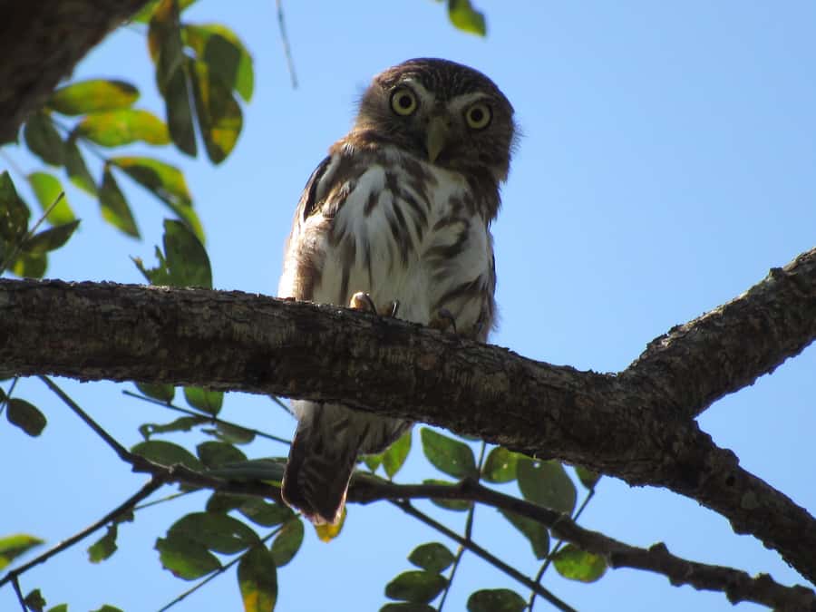 Cartagena: Private Bird-Watching Tour with Breakfast - Key points