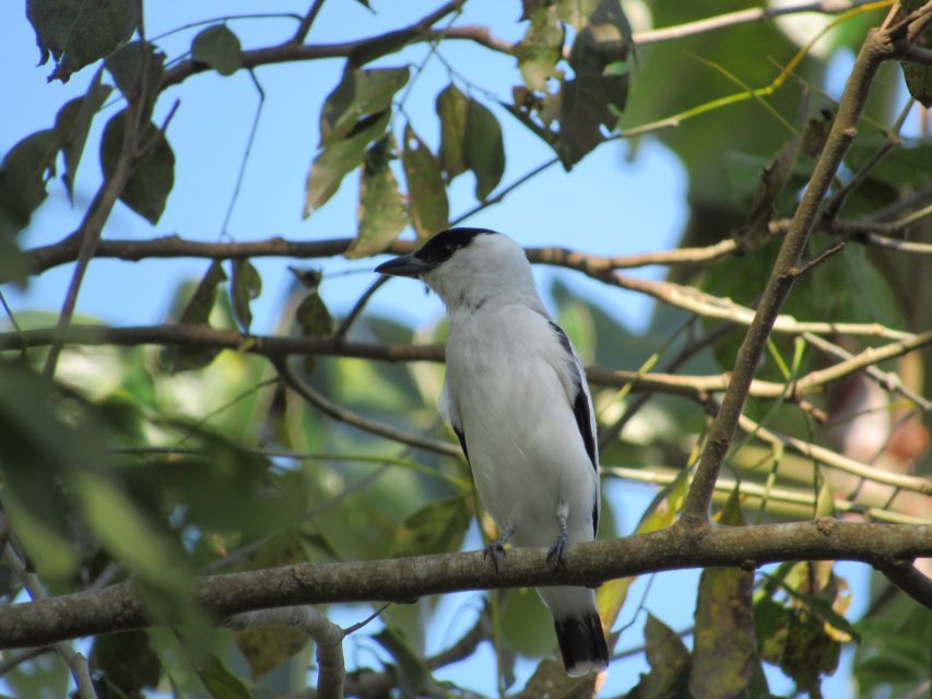 Cartagena: Private Bird-Watching Tour with Breakfast - Who should book this experience?