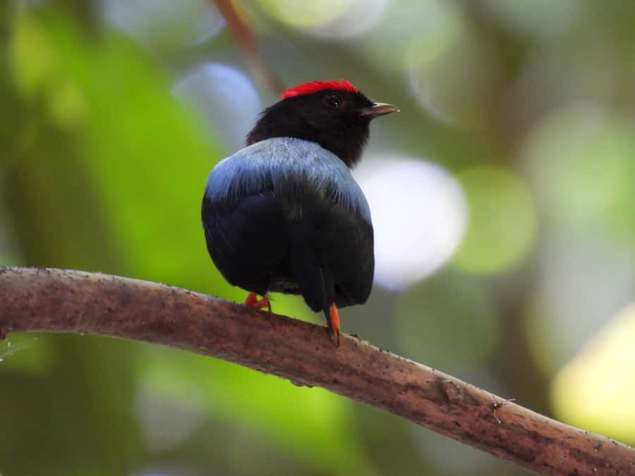 Cartagena: Private Bird-Watching Tour with Breakfast - The birds you may find