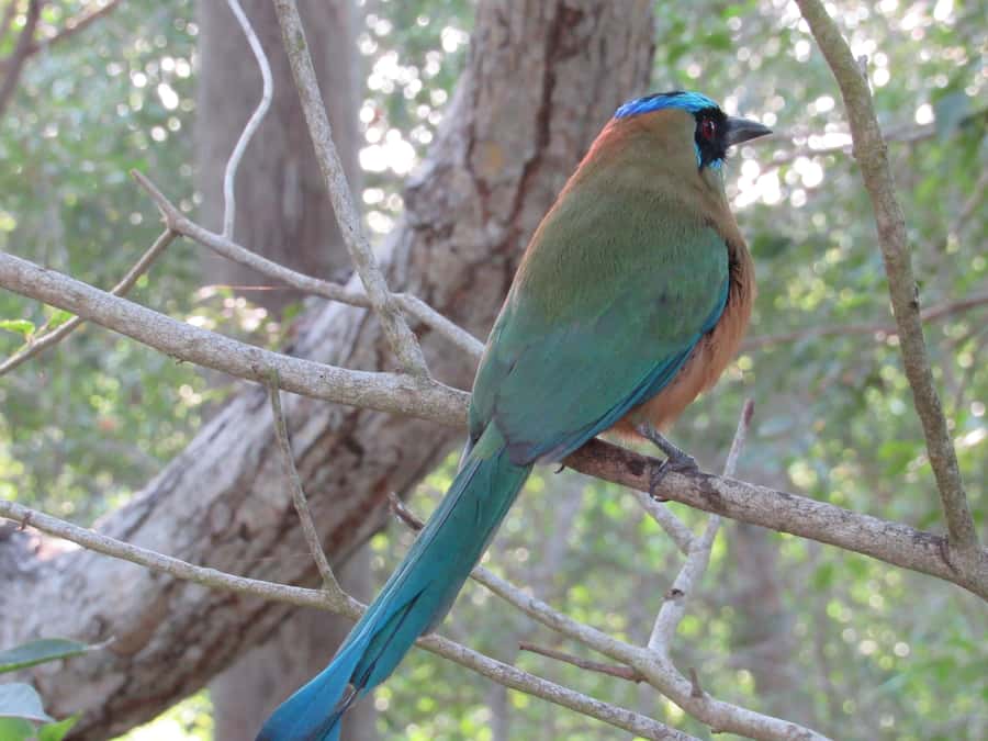 Cartagena: Private Bird-Watching Tour with Breakfast - Wildlife beyond the bird list
