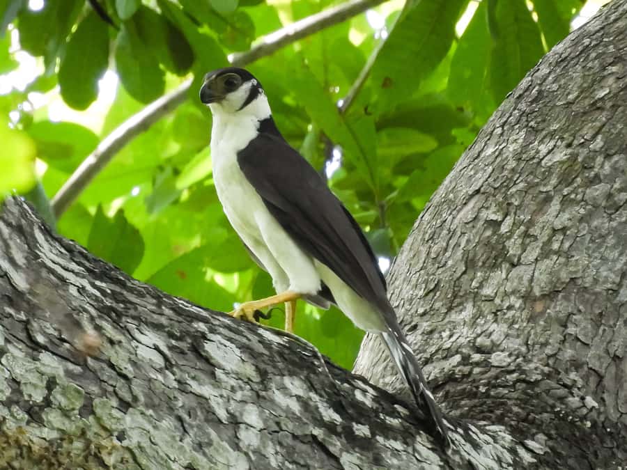 Cartagena: Private Bird-Watching Tour with Breakfast - Breakfast in a local home