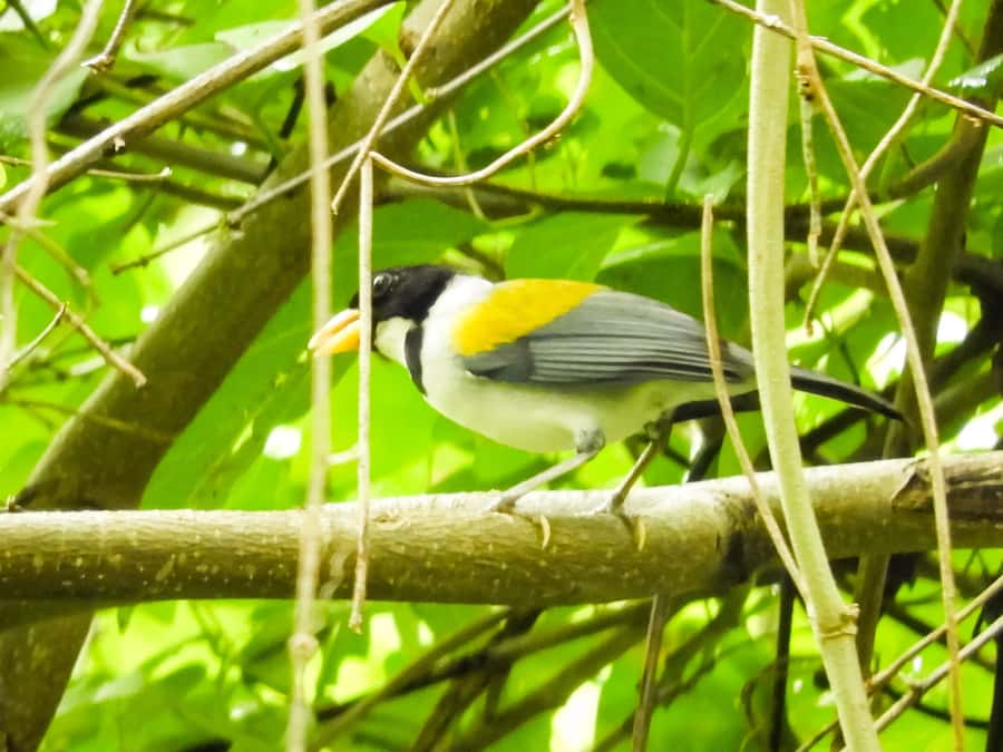 Cartagena: Private Bird-Watching Tour with Breakfast - What the private format changes