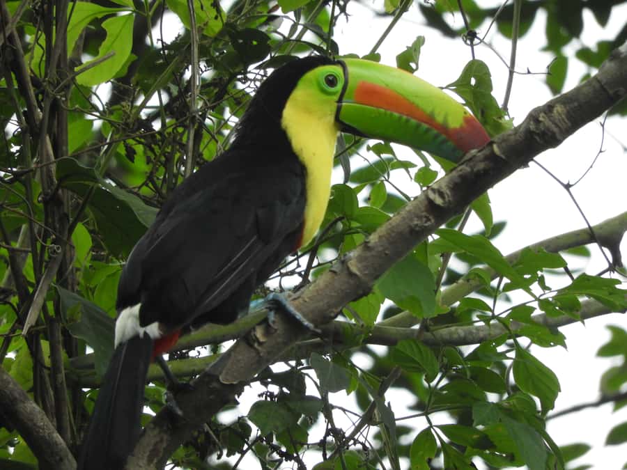 Cartagena: Private Bird-Watching Tour with Breakfast - Guides who make the morning work