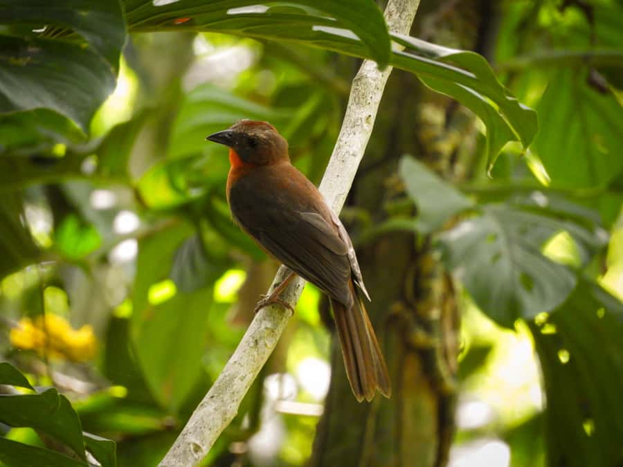 Cartagena: Private Bird-Watching Tour with Breakfast - A realistic seven-hour schedule
