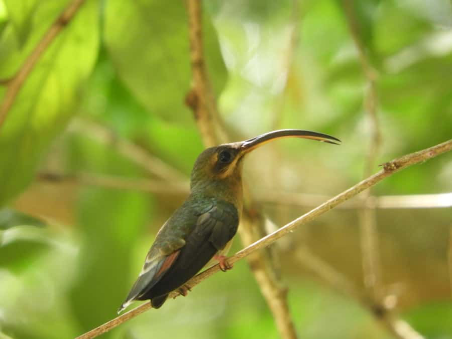 Cartagena: Private Bird-Watching Tour with Breakfast - Walking through Matute’s tropical forest