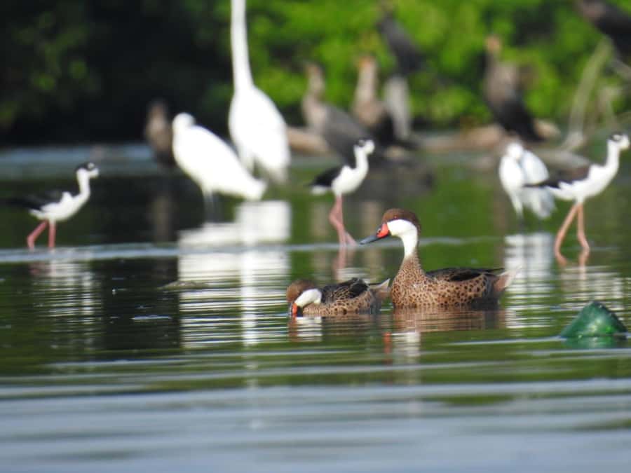 Cartagena: Private Sail in the mangrove GUIDE in ENGLISH - Key points to know before you go