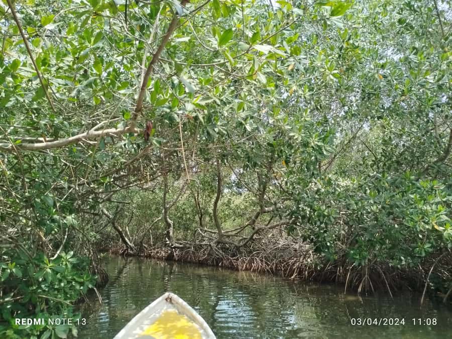 Cartagena: Private Sail in the mangrove GUIDE in ENGLISH - A quiet side of Cartagena at Pantano de la Virgen