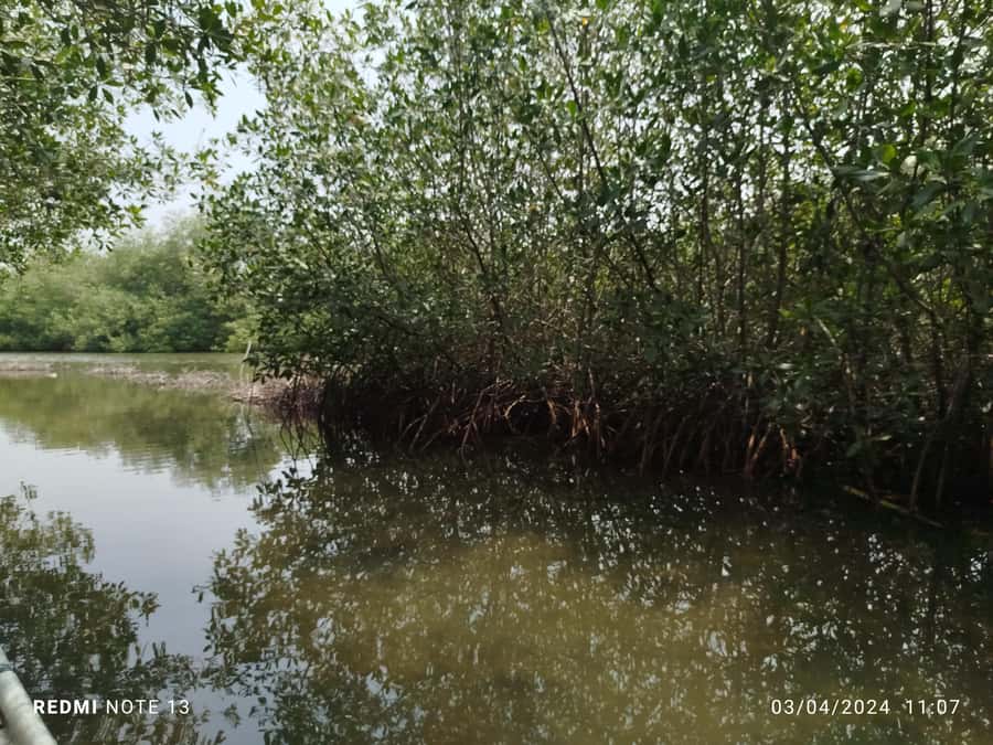 Cartagena: Private Sail in the mangrove GUIDE in ENGLISH - The traditional canoe through three tunnels