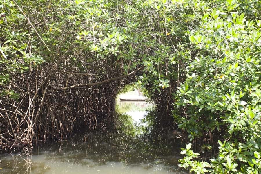 Cartagena: Raccoon Island Snorkel, Mangrove, Photos & Lunch - Who should book this Barú excursion?