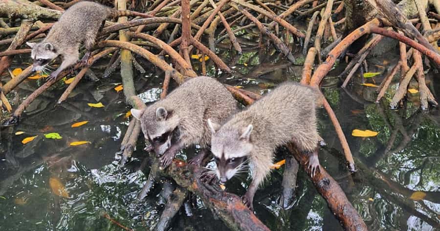Cartagena: Raccoon Island Snorkel, Mangrove, Photos & Lunch - The mangrove channels and raccoon encounter