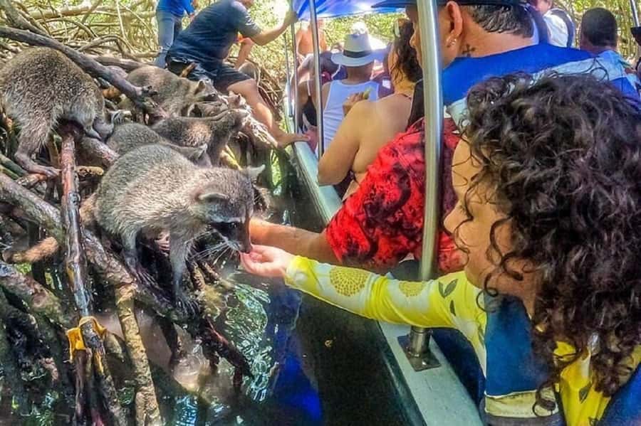 Cartagena: Raccoon Island Snorkel, Mangrove, Photos & Lunch - Playa Blanca and lunch on Barú