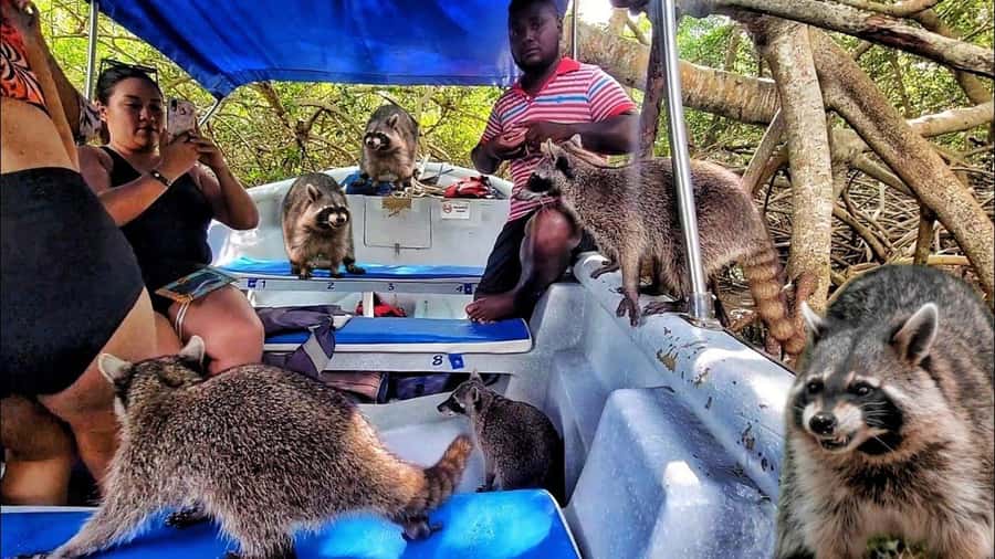 Cartagena: Raccoon Island Snorkel, Mangrove, Photos & Lunch - Barú Island and the first long pause